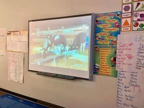 Classroom wall with projector showing cows, educational posters.