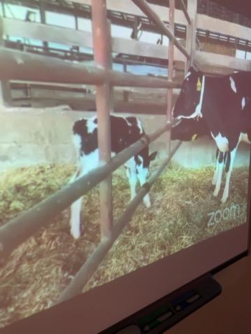 Projected image of a cow and calf in a pen.